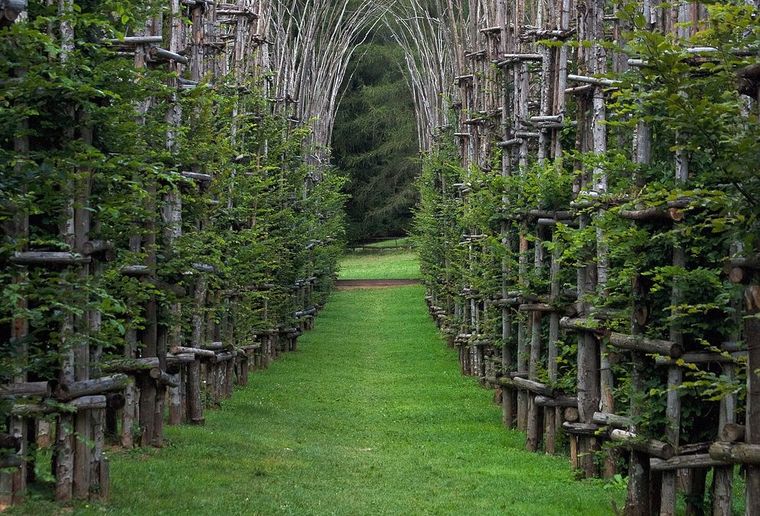 赞叹！生长的树木大教堂 